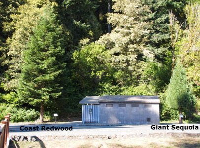 [To the left of the rest rooms building is a Coast Redwood which is at least four times as high as the building. To the right of the building is a Sequoia which is about twice the height of the building. Lots of trees are growing behind these two so I added the name of each tree below its trunk.]